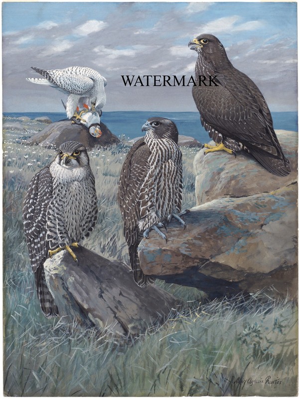 1920s Louis Agassiz Fuertes REPRO Bird Plate 42: White Gyrafalcon, Gyrafalcon, B