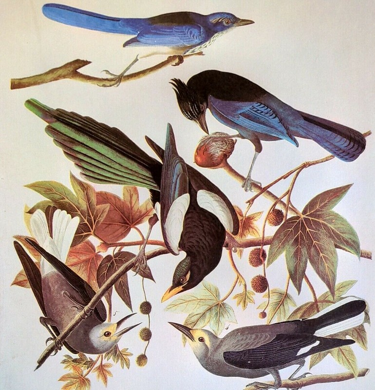 John James Audubon Birds Florida Jay Nutcraker Vintage Art Print Book Plate 417
