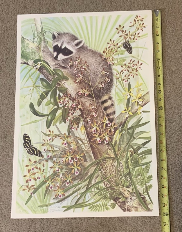 Vintage Marion Ruff Sheehan signed 1984 Lithograph 351/1000 orchids/raccoon gallery