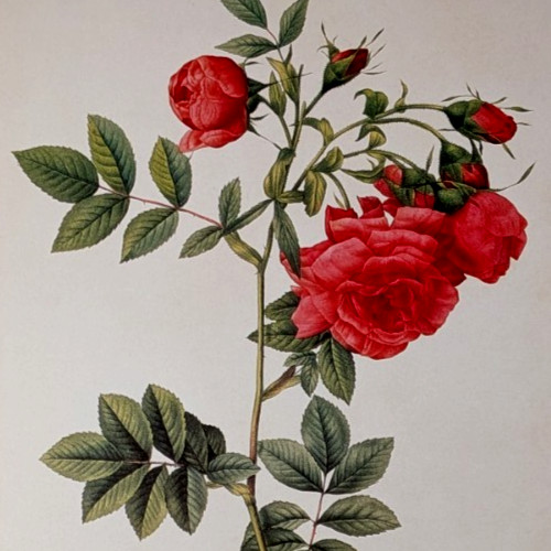 P J Redouté Rose d’ Amour Rose Botanical Flower Art Book Plate Illustration 86