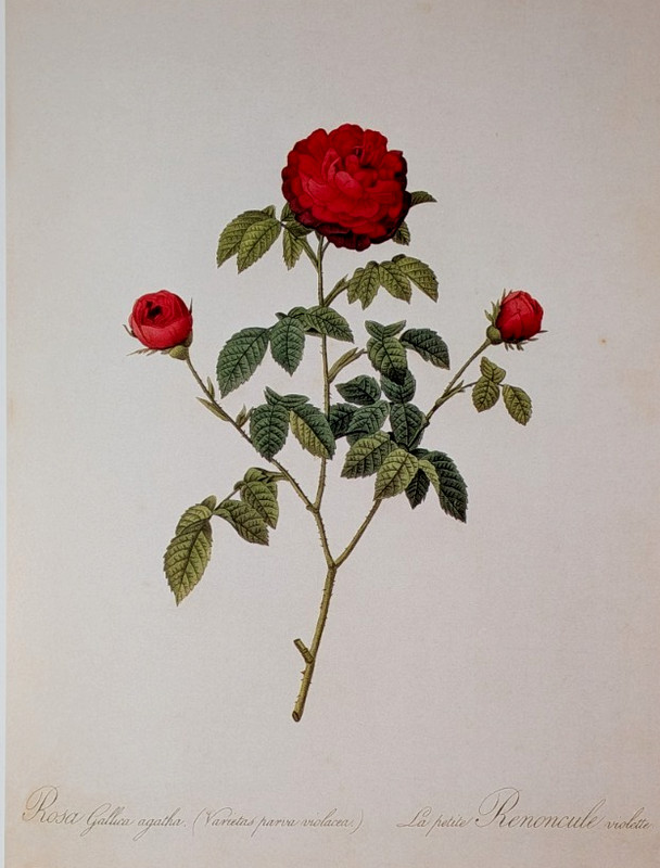 P J Redouté CABBAGE ROSES Botanical Flower Art Book Plate Illustration 159 gallery