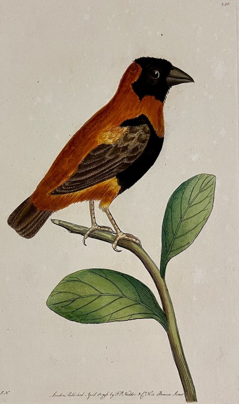 1789 Red and Black Manakin Shaw & Nodder Hand Colored Copper Engraving