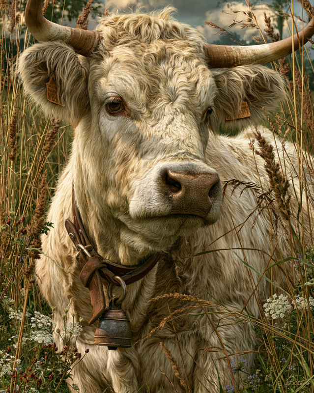 8×10 White Horned Cow in Tall Grass Art Print – 308869350