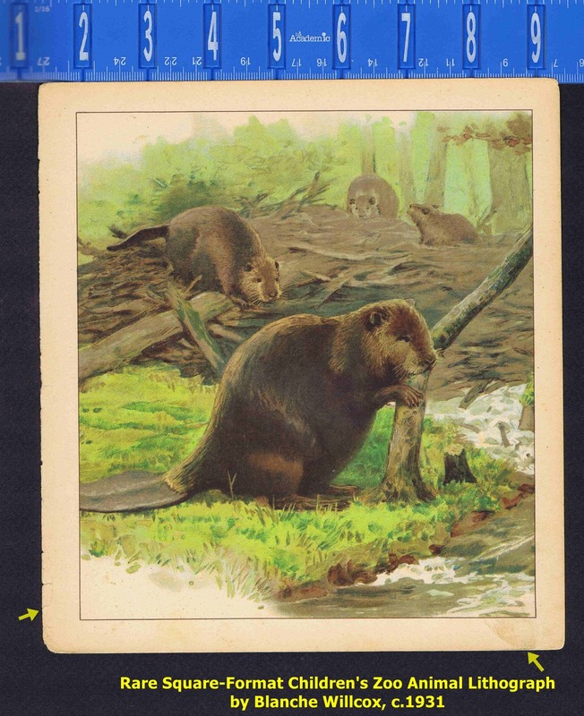 The Beaver, Children's Zoo Animal Chromolithograph, 1931, Willcox