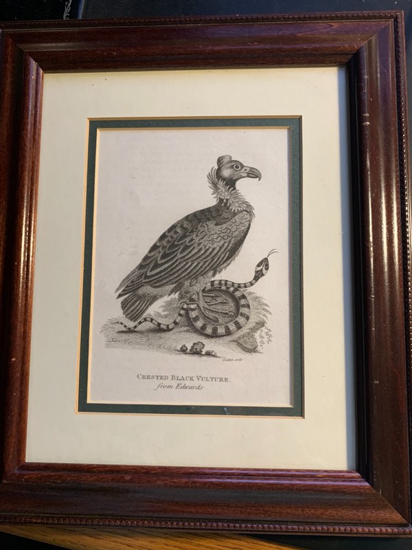 c1811 Antique Crested Black Vulture from Edwards Engraved by Mrs. Edwards gallery