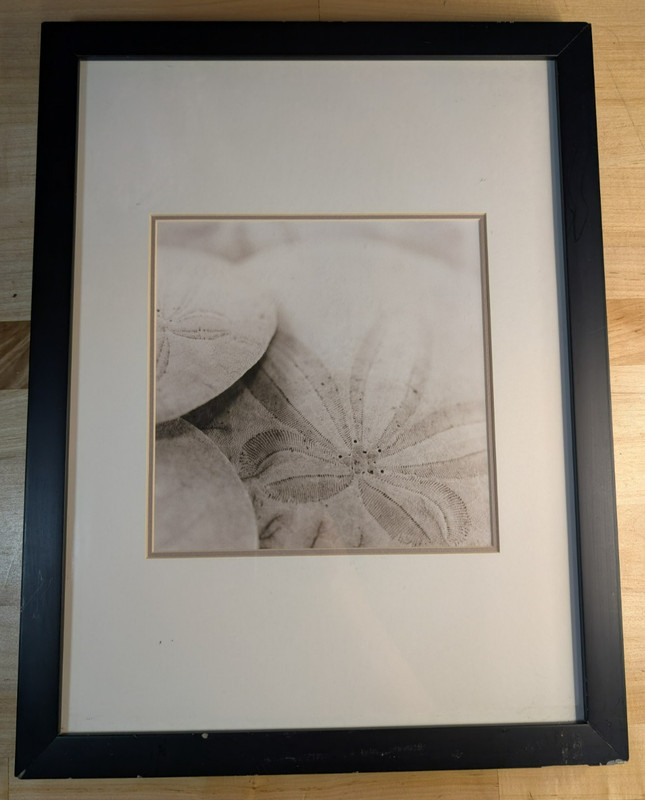 Framed Sand Dollar Photographic Print – Neutral Beach Coastal – 13.4 x 17.4″