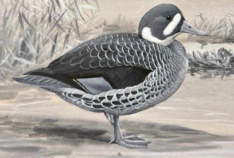 Louis Agassiz Fuertes Original Vint. Bird/Duck Art Painting, Signed, Framed gallery