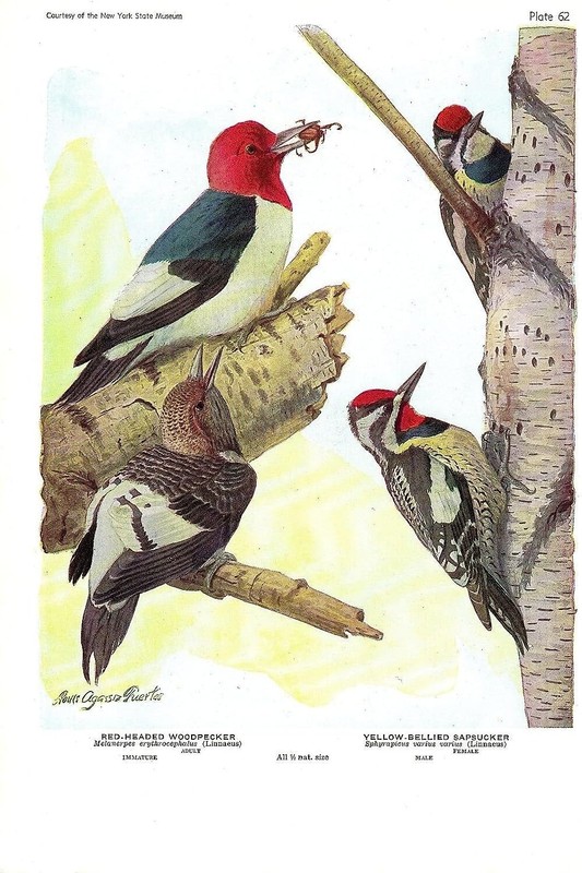 1936 Vintage FUERTES BIRDS #62 «RED-HEADED WOODPECKER» Color Plate Lithograph