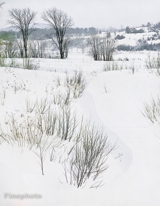 1950s Vintage ELIOT PORTER Winter Snow Tree NATURE LANDSCAPE Photo Art 16×20