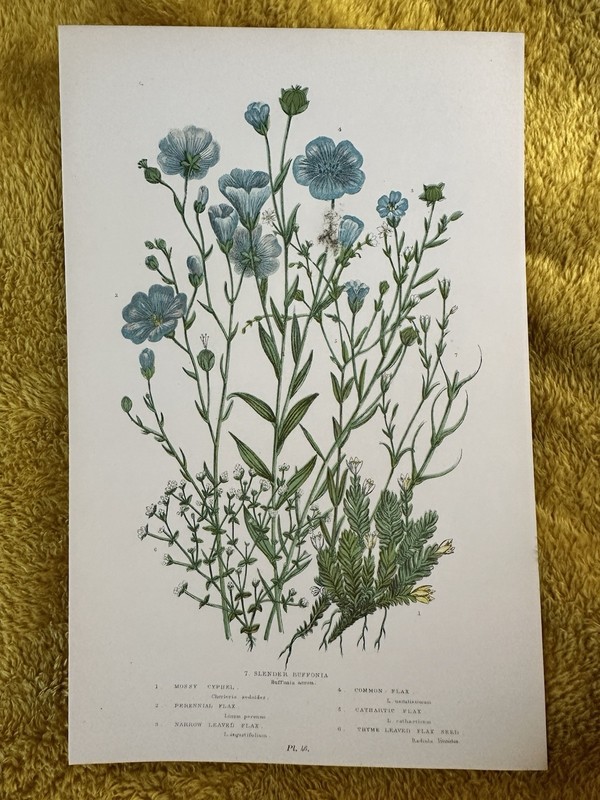 Original Antique FLOWER PRINT 1899 by Anne Pratt Victorian Botanical Art Print
