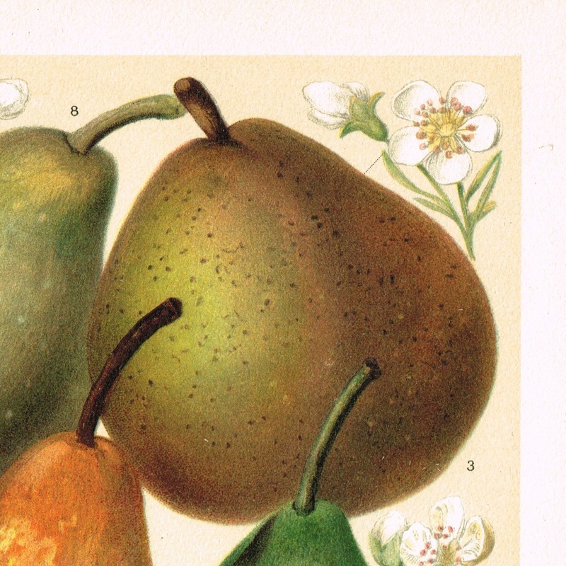 PEARS Pyrus Antique Print 1890 Original Lithography 19 century Kitchen Wall Art gallery