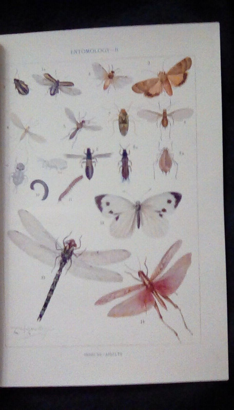 ENTOMOLOGY, Insects, – Adults, old colour plate /print, 1909