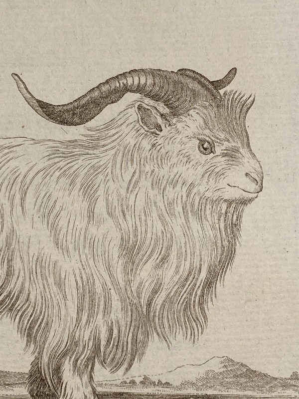 Domestic Goat "Capra Hircus L." by De Seve & Sculpted by Volkart ca. 19th c. gallery