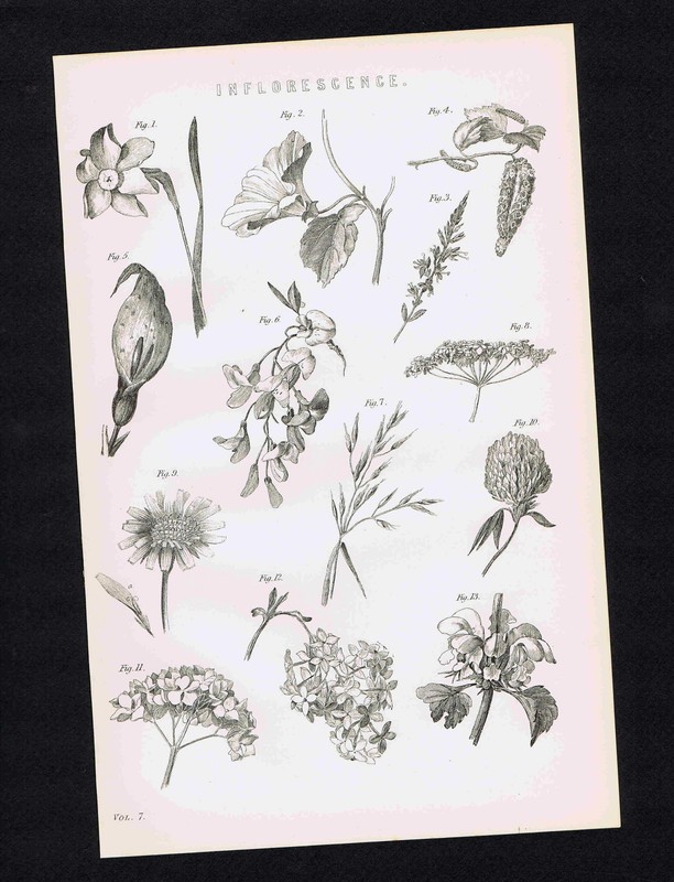 Botany: Inflorescence Flowers Plants – 1880s Science Print