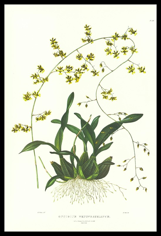1973 Bateman Orchid Print «Oncidium Wentworthianum» (Earl Fitzwilliam’s Oncidium