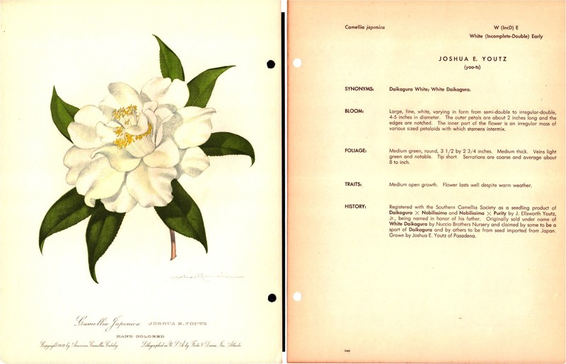 Camellia Japonica Joshua E. Youtz 1953 Hand-Colored Lithograph-American Camellia
