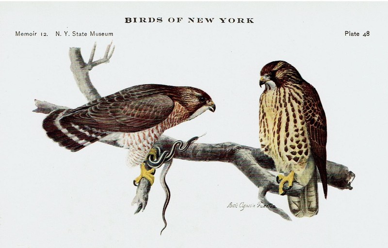 1914 New York Print Louis Agassiz Fuertes Rough-legged Broad-winged Marsh Hawks gallery