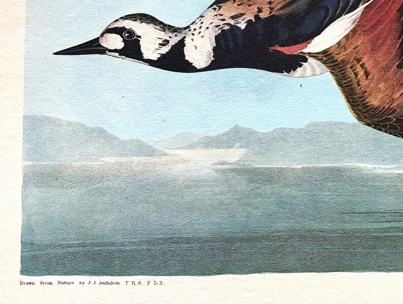 Rare AUDUBON AMSTERDAM Double Elephant Folio TURN-STONE Plate #304 WATERMARKED gallery