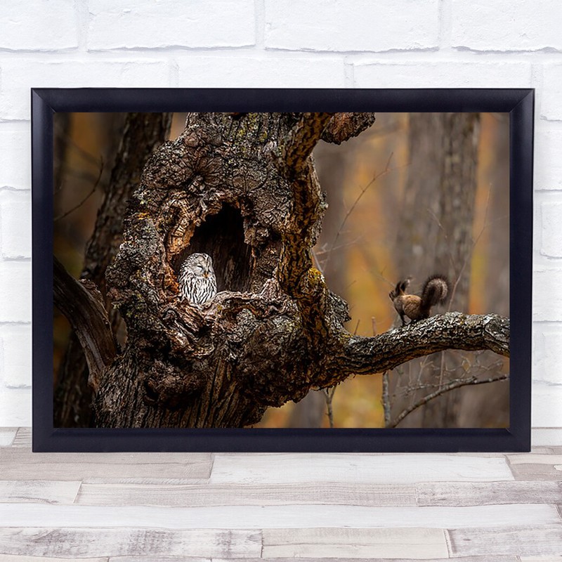 An Owl A Squirrel Meet Meeting Rendezvous Nest Owls Animal Animals Art Print