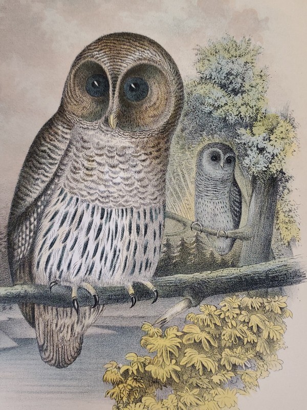 Barred Owl Lithograph by Theodore Jasper 1881, Studer's Birds of N. America