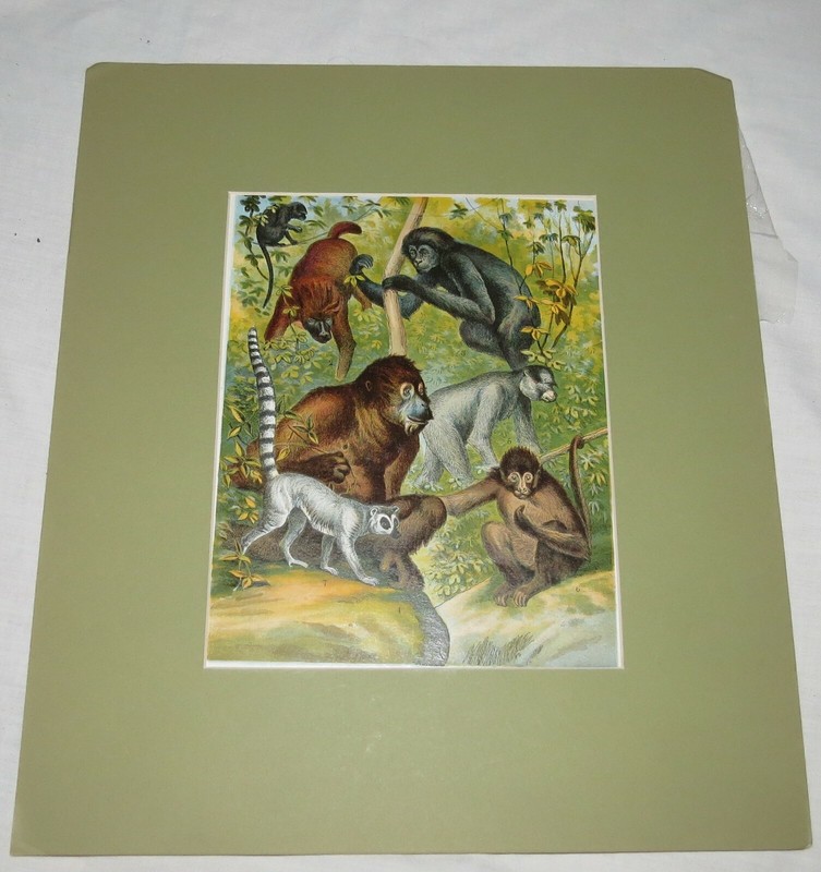 Lithograph - Vintage - Apes Monkeys Lemur - 9" x 7"