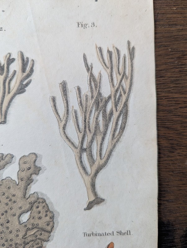 Antique c1815 Natural HistoryPrint Hand Coloured Engraving Sea Creature Sponge gallery