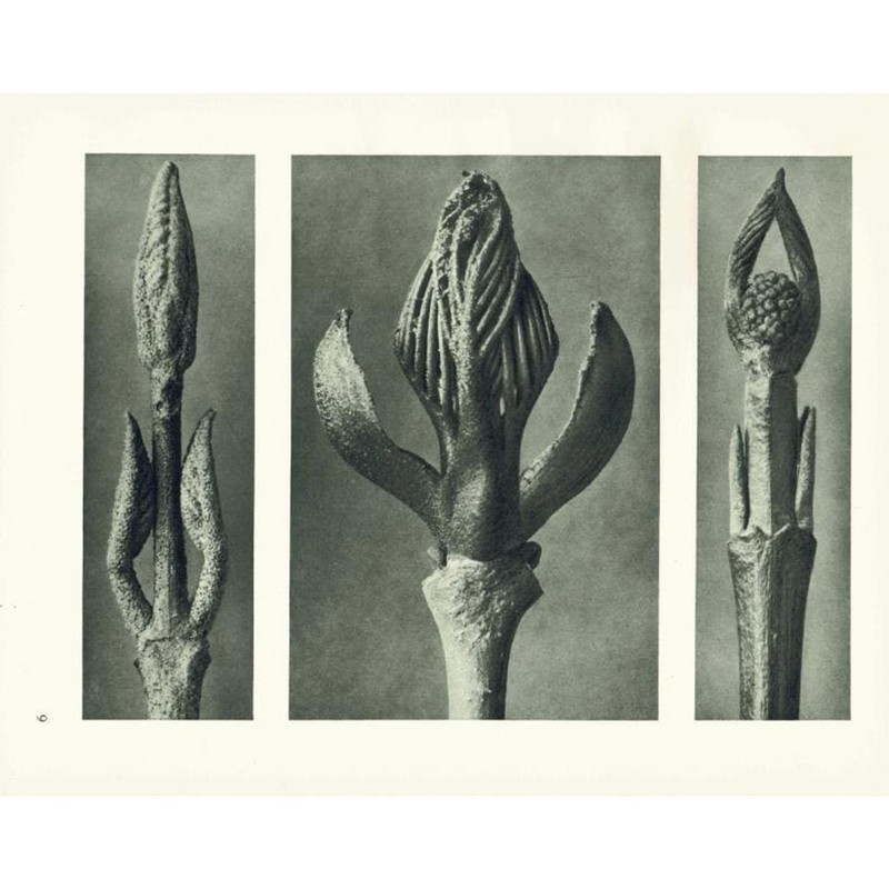 1929 FLOWERING ASH & DOGWOOD Print – Karl Blossfeldt – Plant – 9.5 x 12 Inches