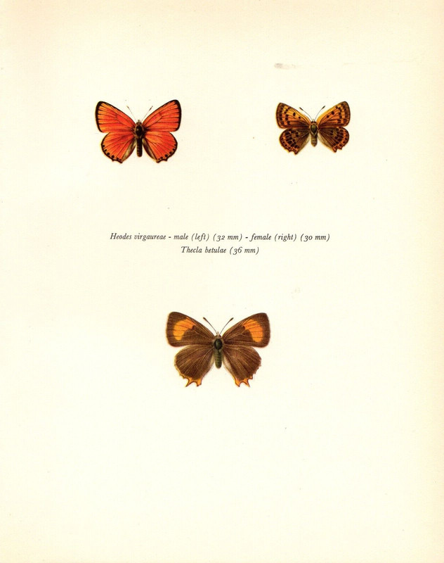 1963 Vintage PROCHAZKA BUTTERFLY «COPPER & HAIRSTREAK» COLOR offset Lithograph