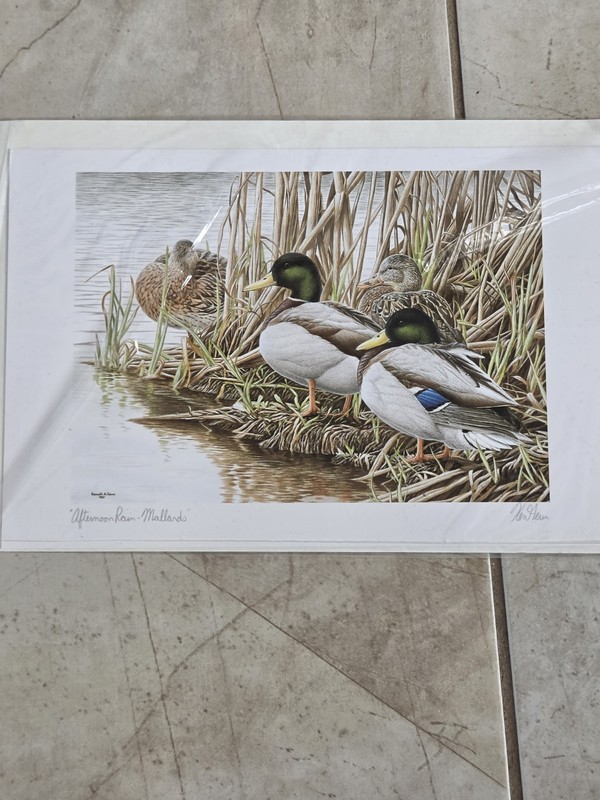 Artwork Afternoon Rain Mallards By Kenneth Ferris