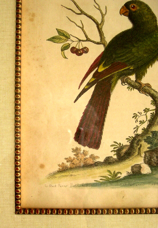 2 George Edwards Antique Parrot Prints: Bird Prints: London, 1742 & 1761 gallery