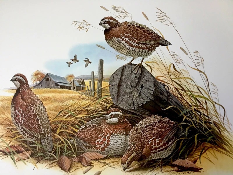 Don Balke BOBWHITE QUAIL (Masterpiece-1976) S/# Edition 1000 NIF 30″