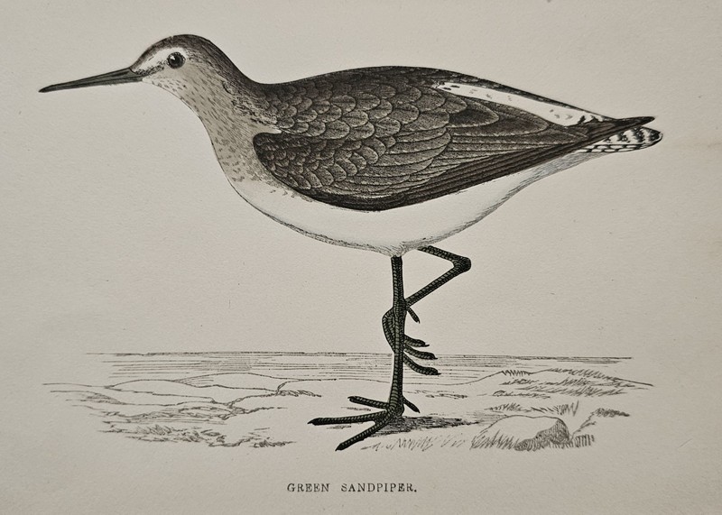 GREEN SANDPIPER Antique hand-coloured Bird Ornithological Print