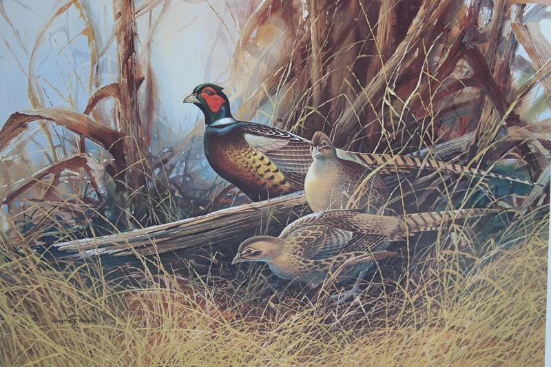 Gregory F. Messier "Ringed-Necked Pheasants" Limited Edition Lithograph Signed