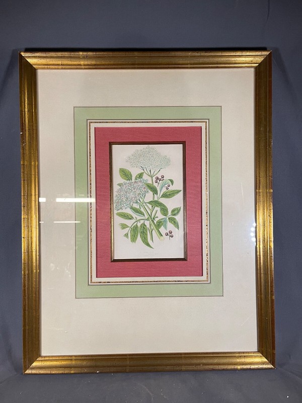 c1860’s Anne Pratt Antique Color dwarf elder illustration 4297