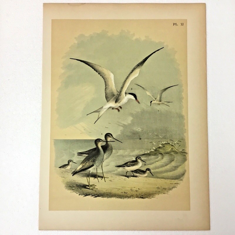 1878 CHROMOLITHOGRAPH YELLOW SHANKED SNIPE STUDER’S BIRDS OF N. AMERICA LH339N