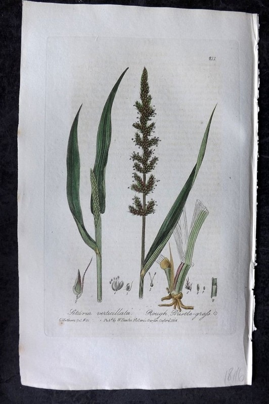 Baxter 1836 Hand Col Botanical Print. Rough Bustle Grass 211