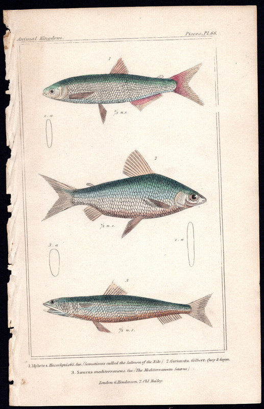 1827 Cuvier Animal Kingdom Antique Fish Print Nile Robber, Mediterranean Saurus