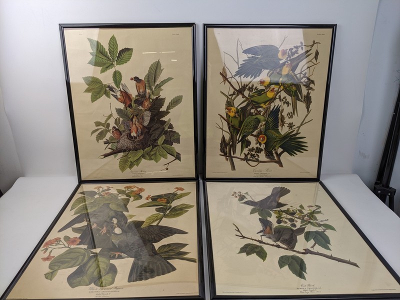 Vintage Audubon Framed Bird Prints Cat Bird American Robin Carolina Parrot