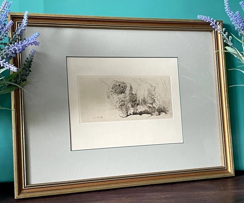 Vintage Print Etching Pekingese Dog After Rountree 1878-1950
