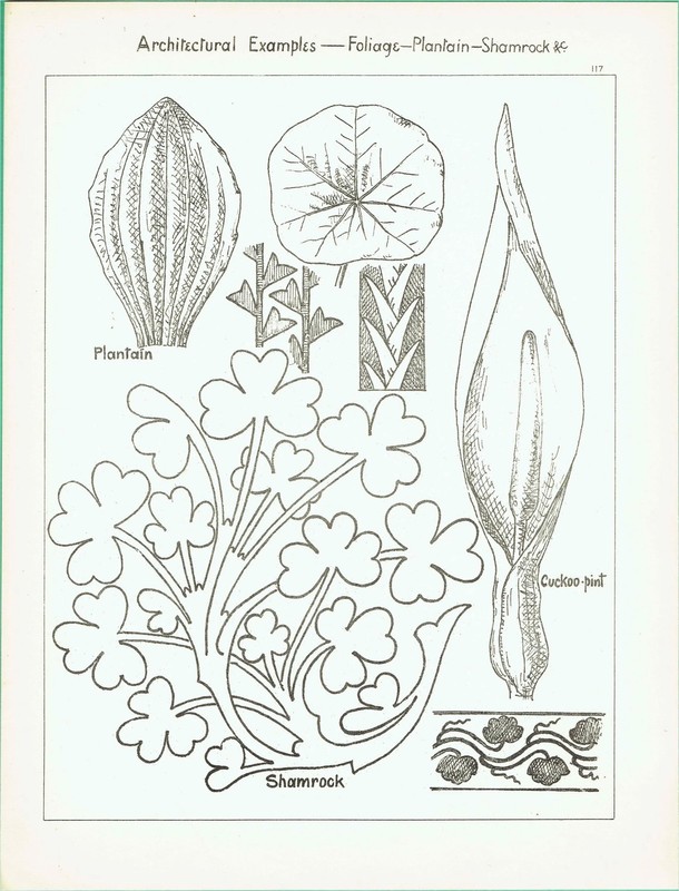1898 Architectural Foliage Shamrock, Plantain, Cuckoo-Pint & 8 x 10.75 in gallery