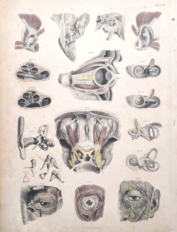 Vtg Russian Anatomical Steel Plate Visual and Auditory Apparatus XXXI A. Krausse