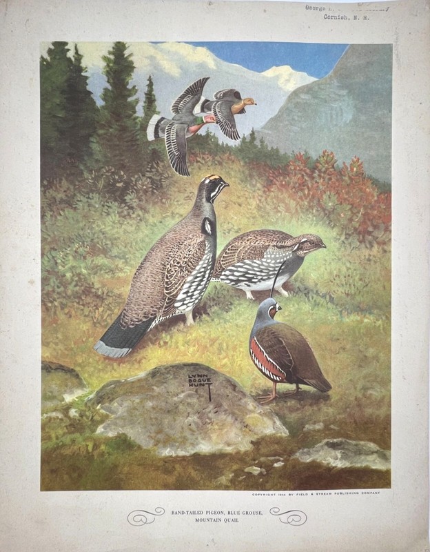 Original 1944 Bird Print - PIGEON GROUSE QUAIL - Artist Lynn Bogue Hunt gallery