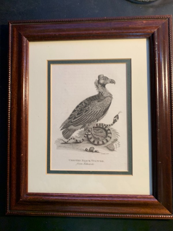 c1811 Antique Crested Black Vulture from Edwards Engraved by Mrs. Edwards
