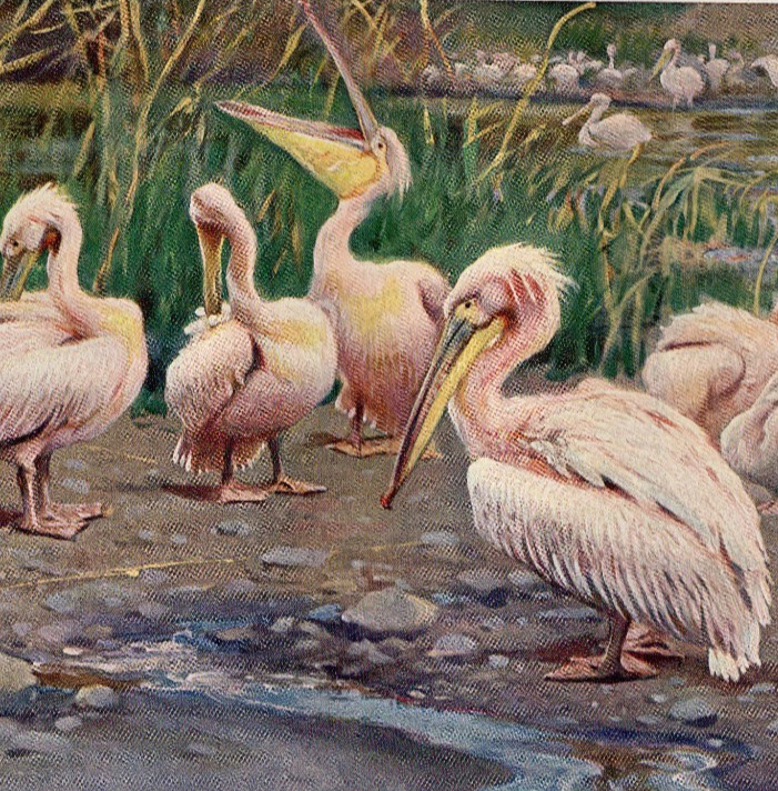Great White Pelicans Along a Reedy Shoreline – 1911 Antique Color Bird Print