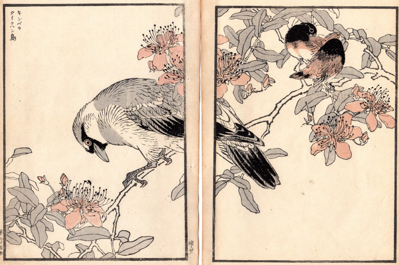 2 Antique 1884 Meiji Kono Bairei Woodblock Prints: Thrush, birds & blossoms gallery