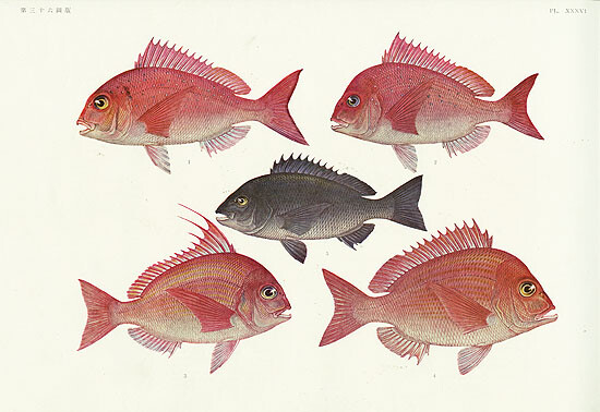 1931 Japanese Exotic Sea Life – Threadfin Porgy Red Sea Bream – 13″x19 Fish