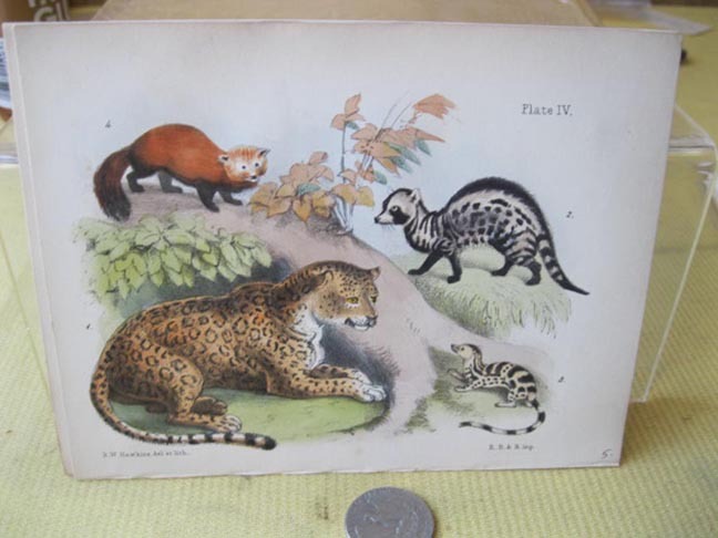 Vintage LITHOGRAPH,B.W.HAWKINS,History of Mammalia,London,1850, p1066