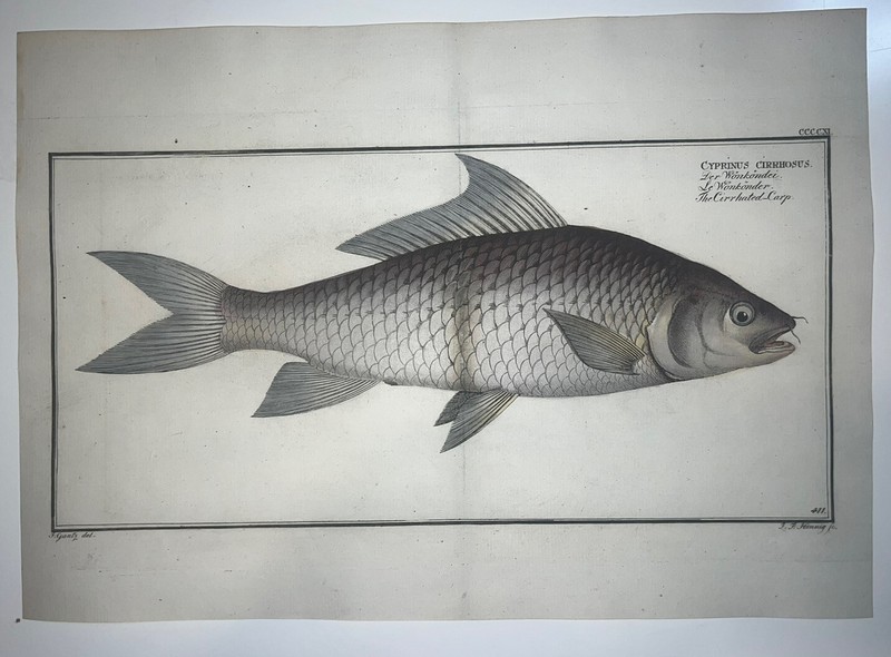 1st ED BLOCH OBLONG FOLIO H/C RARE FISH Cirrhated Carp 411