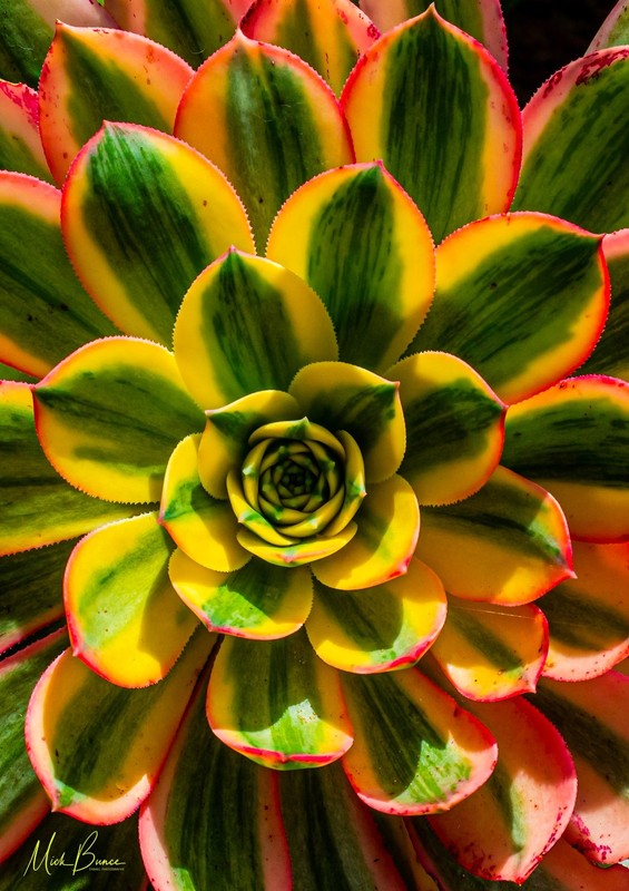 Wall Art «Green and yellow Succulents». A4 Print