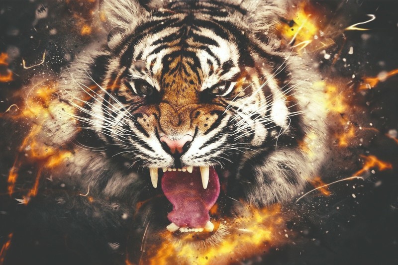 Tiger stretched canvas wall art (8×12) (12×18) (16×24) (20×30)